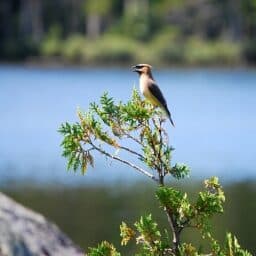 Cedar Waxwing singing a song in Baxter State Park, Maine