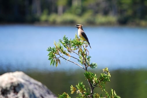 Cedar Waxwing singing a song in Baxter State Park, Maine
