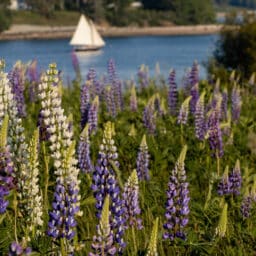 Lupines blossom with boat in background on Fernald Point along Sommes Sound near Southwest Harbor, Maine